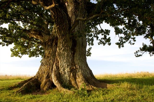 Oak 1